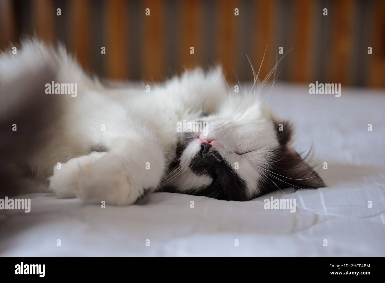 Cute grey and white cat sleeping on a bed Stock Photo - Alamy