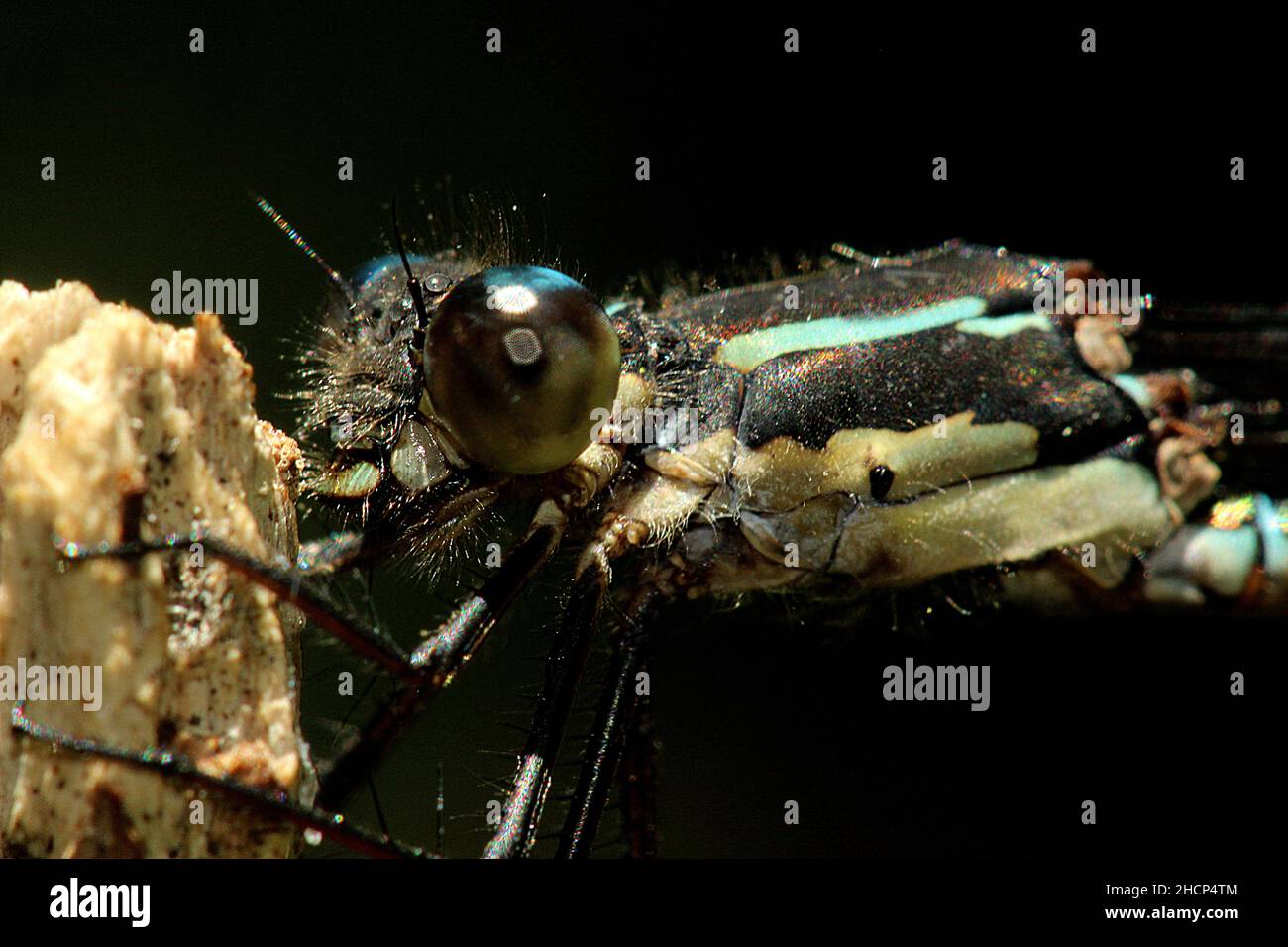 Macro of blue damselfly (Austrolestes colensonis Stock Photo - Alamy