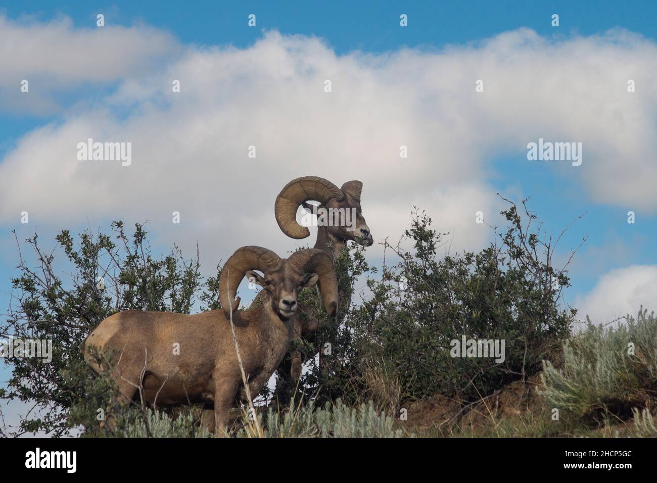 big horn sheep at garden of the gods Stock Photo Alamy