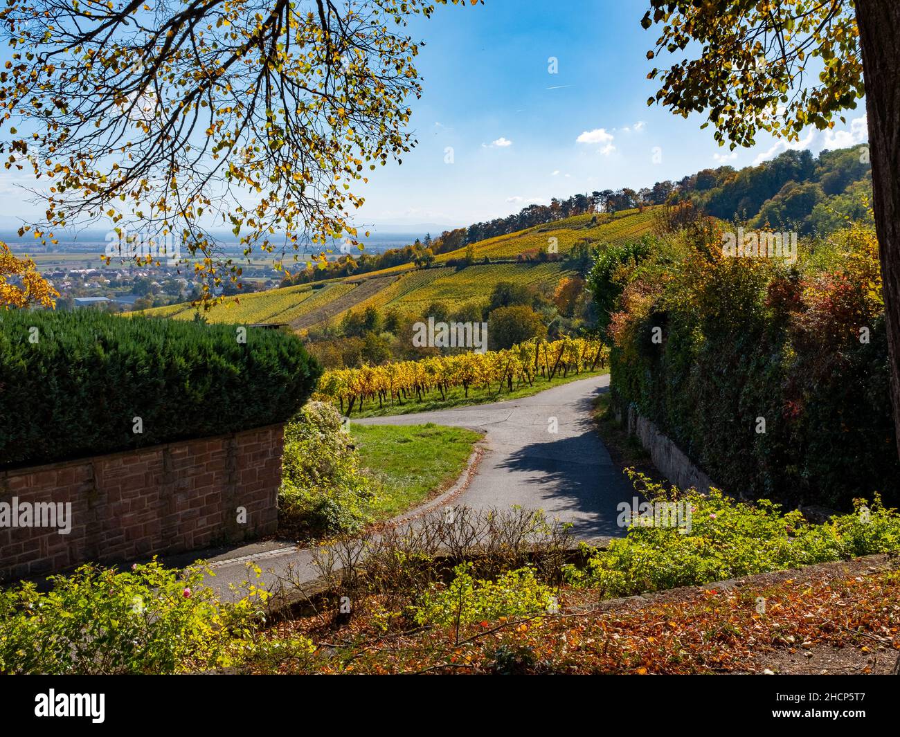 Alsatian vineyard with autumn colors near Strasbourg, France, taken on a sunny autumn day with no people Stock Photo