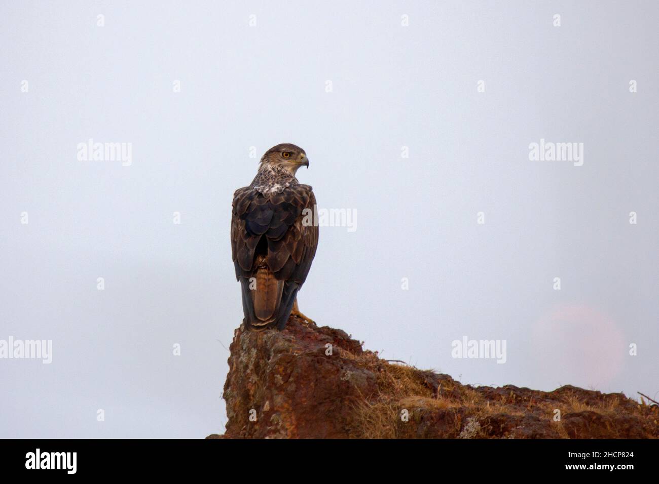 Bonelli's eagle perch on a rock, endangered species. Aquila fasciata, Kolhapur, Maharashtra, India Stock Photo