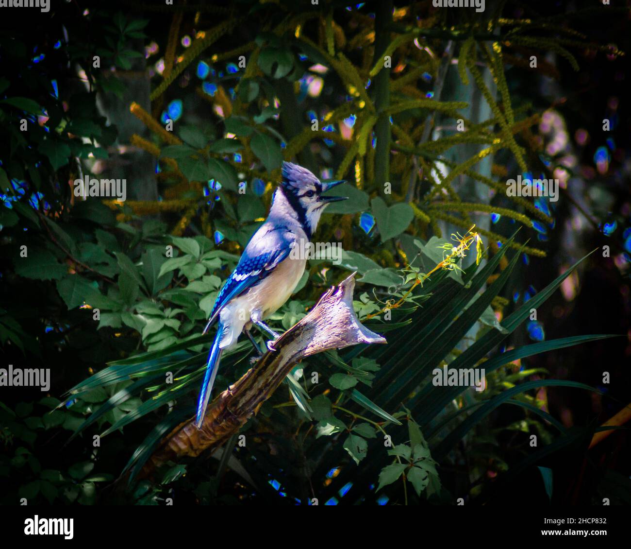 Blue jay bird on a branch of a tree Stock Photo