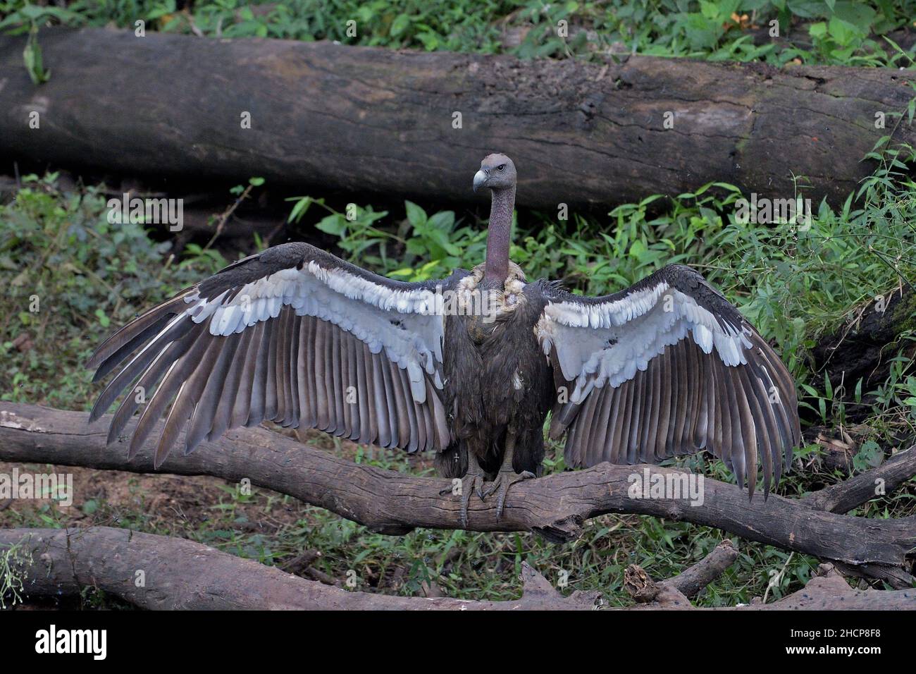 White-rumped Vulture, Gyps Bengalensis, Kabini, Karnataka, India Stock ...