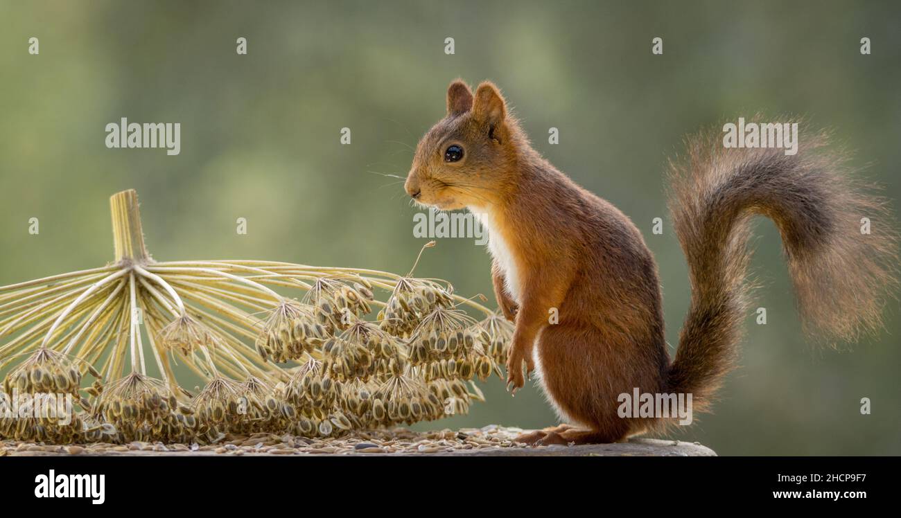 squirrel standing looking att a plant with seeds Stock Photo
