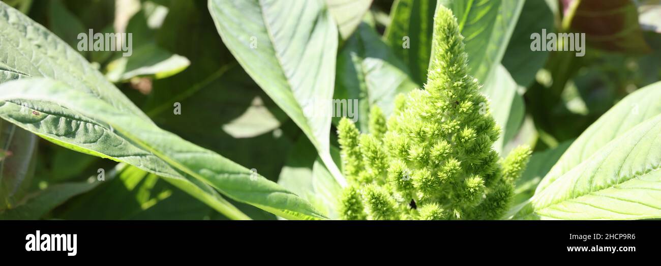 Plant Redroot Pigweed closeup .Amaranthus retroflexus in garden Stock Photo