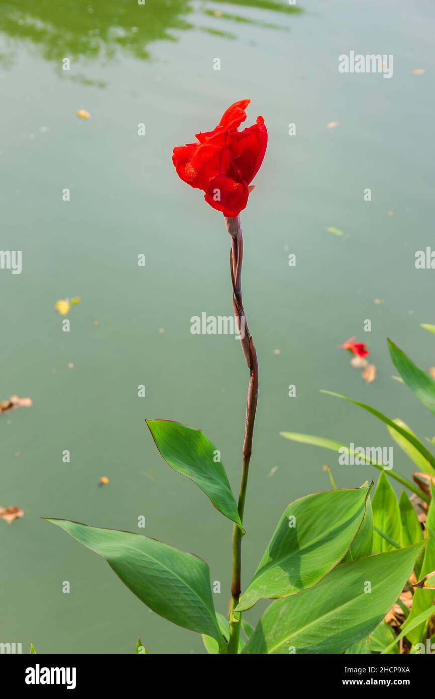 Water Red iris (red flag) flowers. Thailand wintertime Stock Photo Alamy