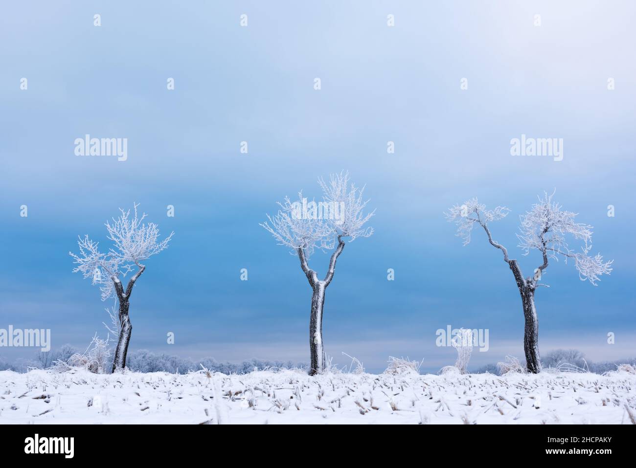 Frost covered tree symmetry hi-res stock photography and images - Alamy