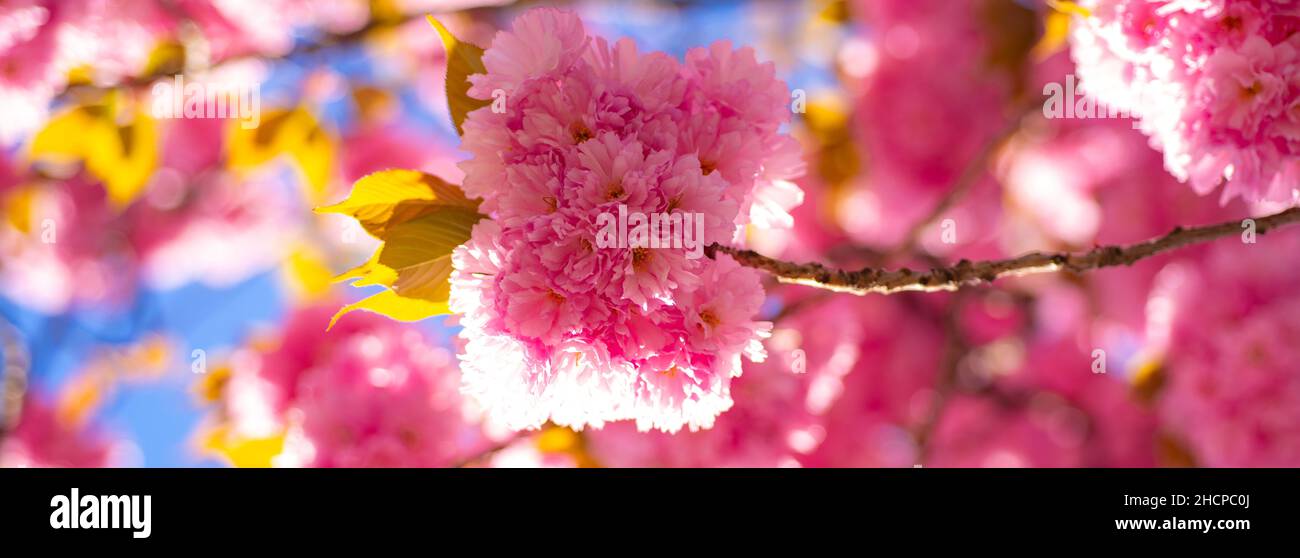 Spring banner, blossom background. Cherry blossom. Sacura cherry-tree. Branch delicate spring flowers. Springtime. Spring flowers with blue background Stock Photo