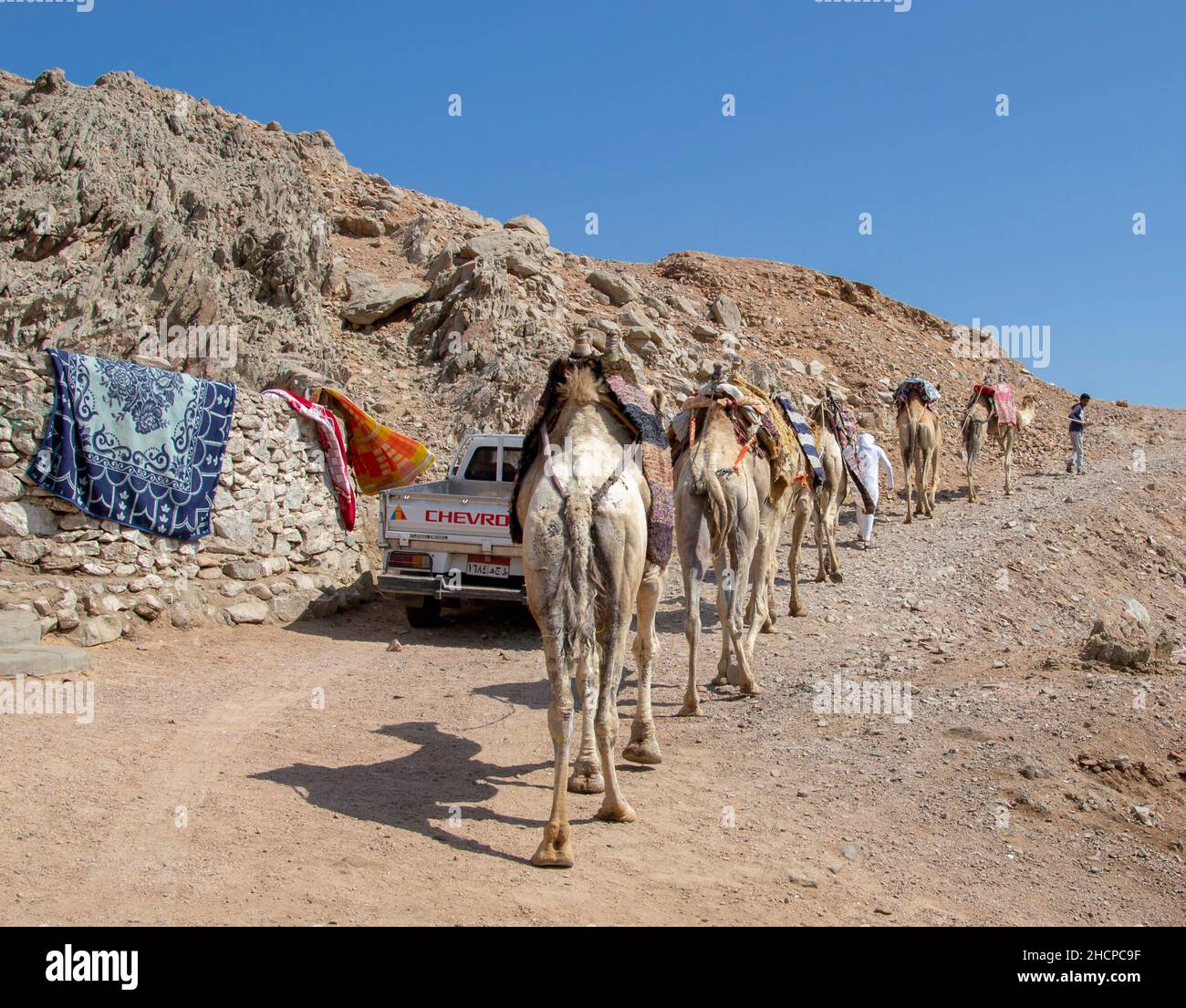 Camel caravan for tourists. A camelback Bedouin safari ride in Dahab. Egypt. Stock Photo