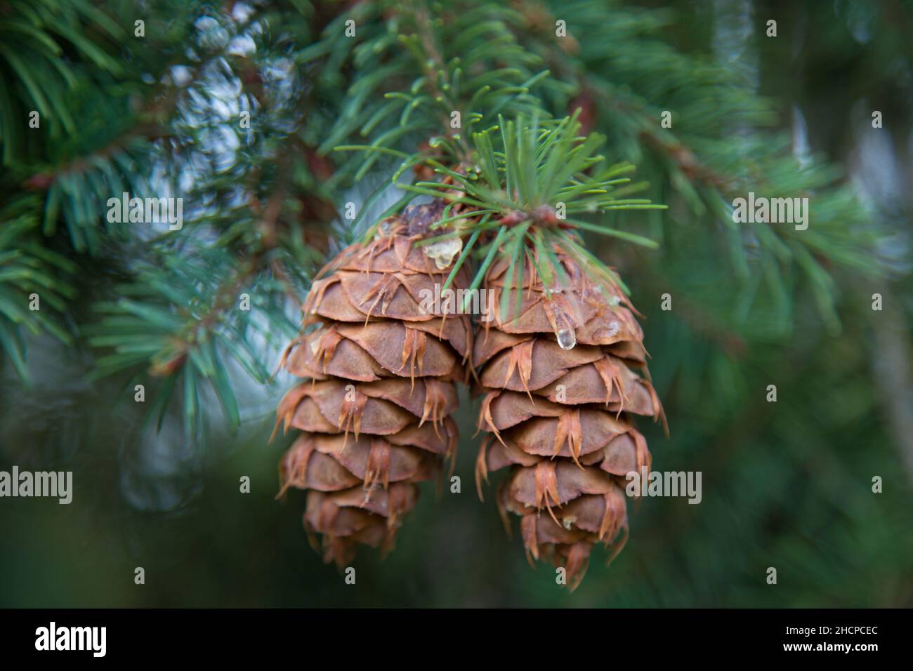 Close-up of a pine cone in the forest Stock Photo
