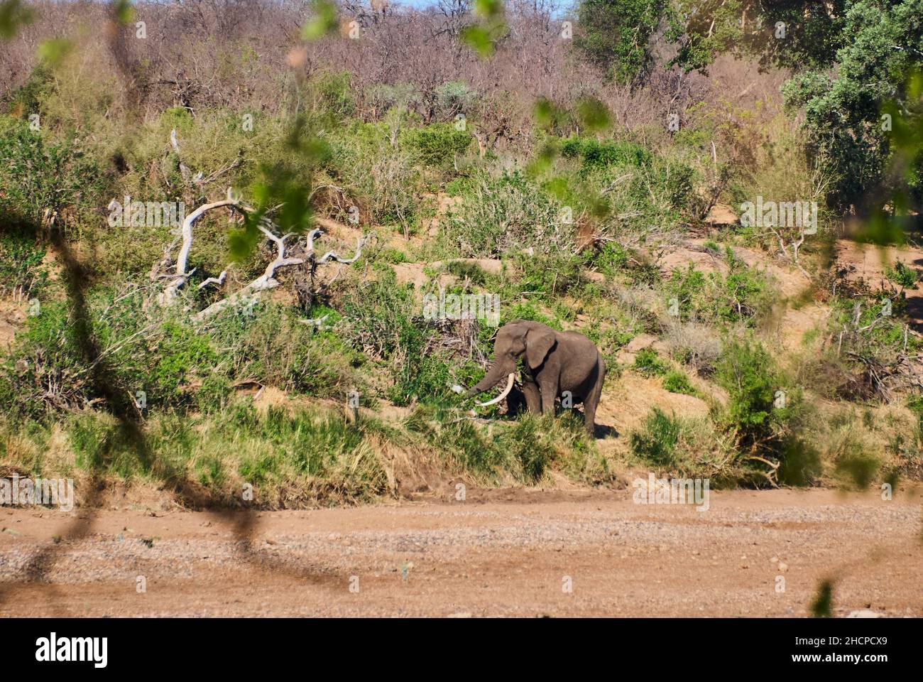 Big African elephant bull, Loxodonta, standing in the arid landscape of the african bush Stock Photo
