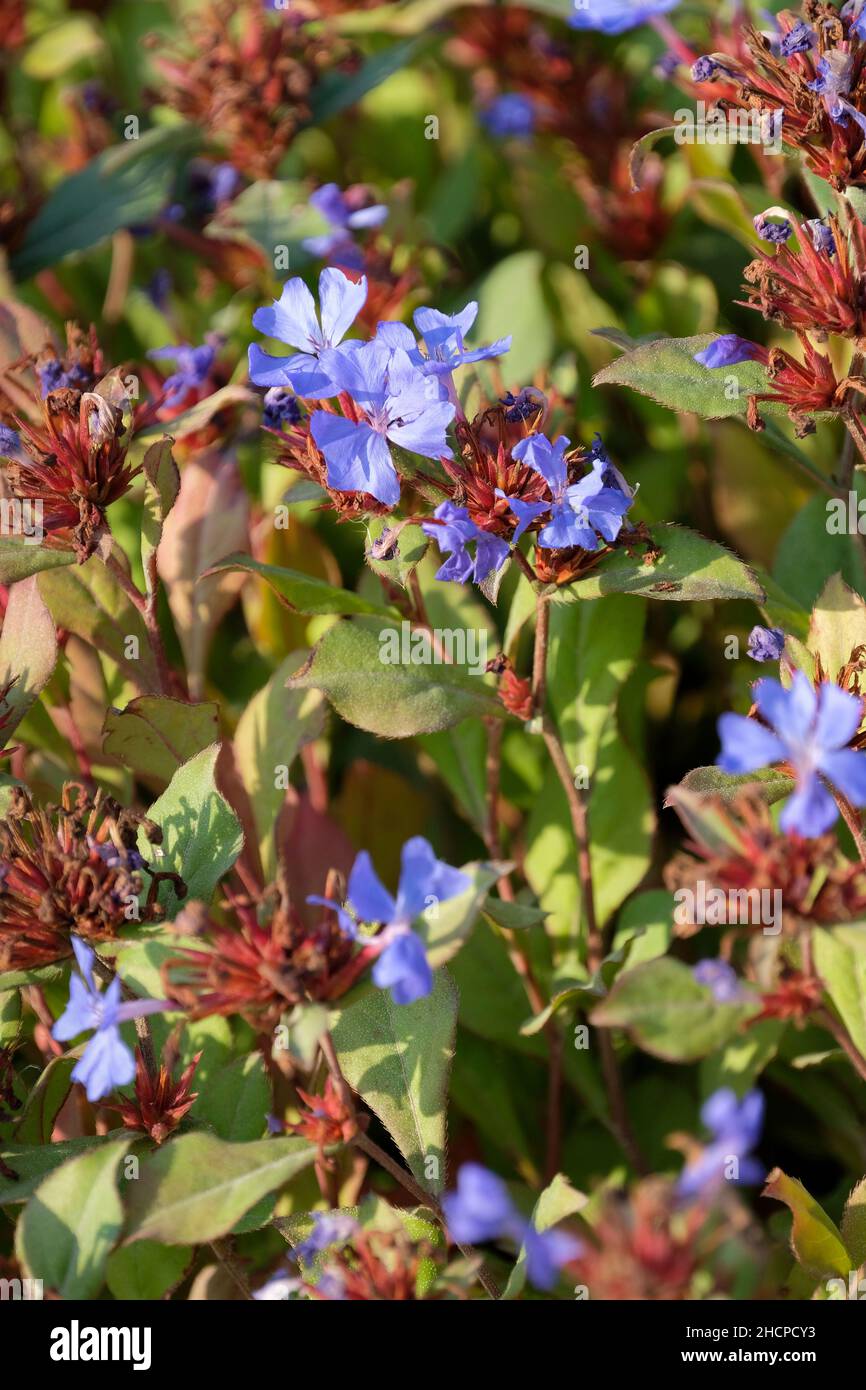Ceratostigma plumbaginoides, hardy blue-flowered leadwort, Hardy plumbago. Clusters of blue flowers in early autumn Stock Photo
