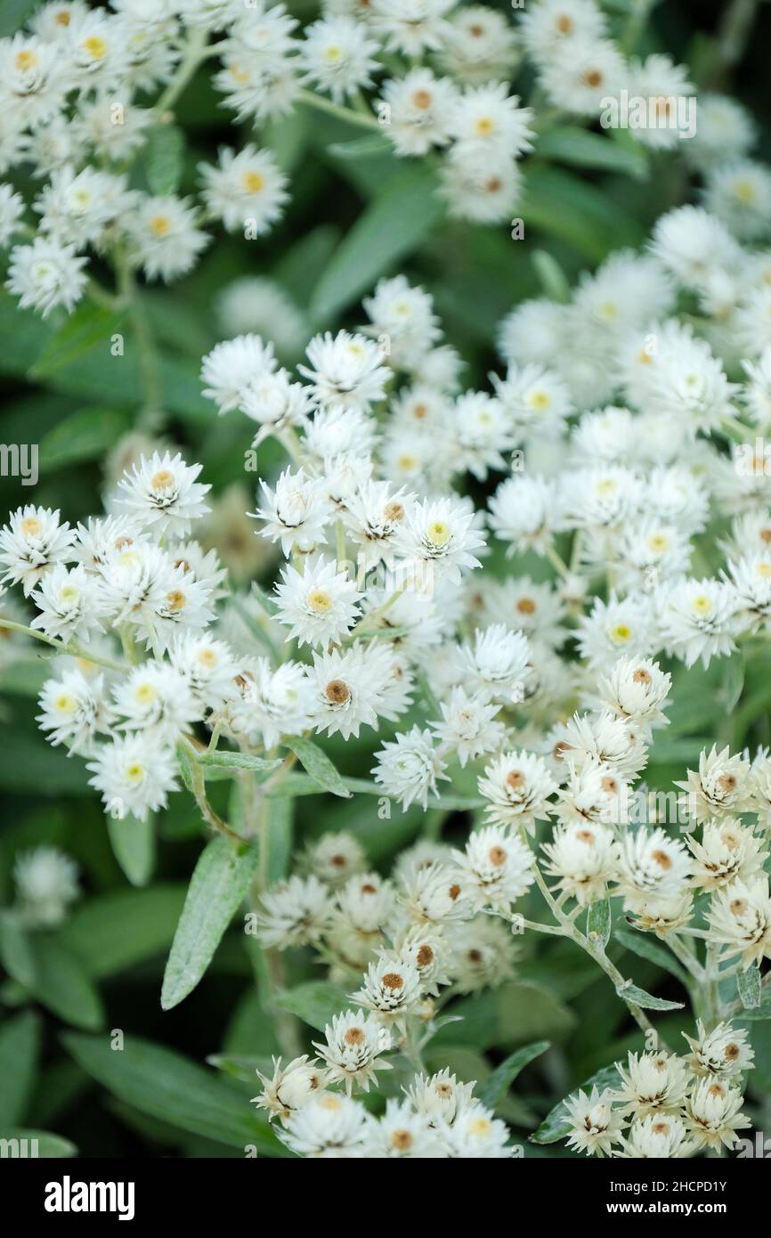 Anaphalis triplinervis, triple-nerved pearly everlasting. Small, white everlasting flowers Stock Photo