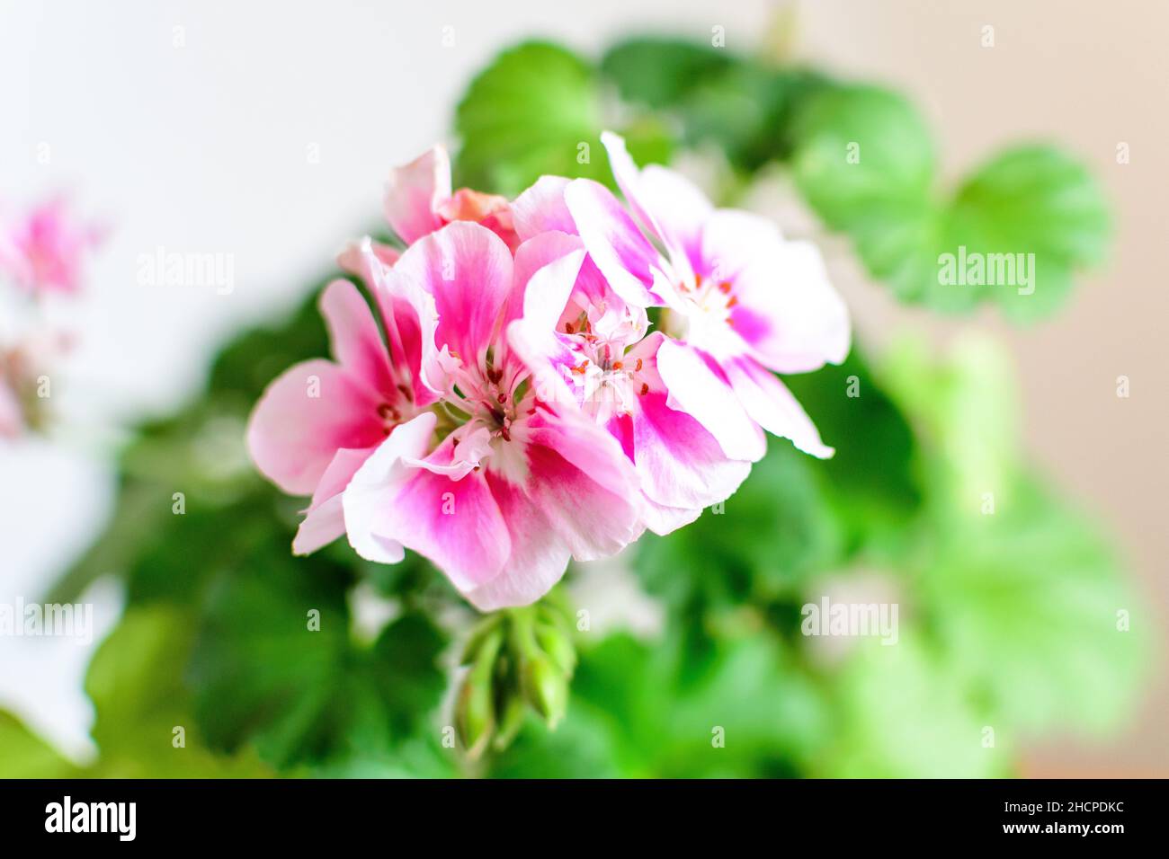 Group of vivid pink Pelargonium flowers (commonly known as geraniums, pelargoniums or storksbills) and fresh green leaves in a pot in a garden in a su Stock Photo