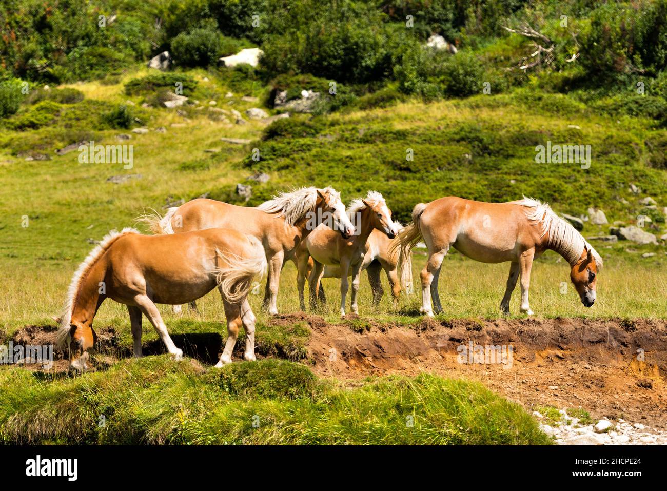 Herd of horses that graze in the mountains. National Park of Adamello Brenta, Val di Fumo. Trentino Alto Adige, Italy, Europe. Stock Photo