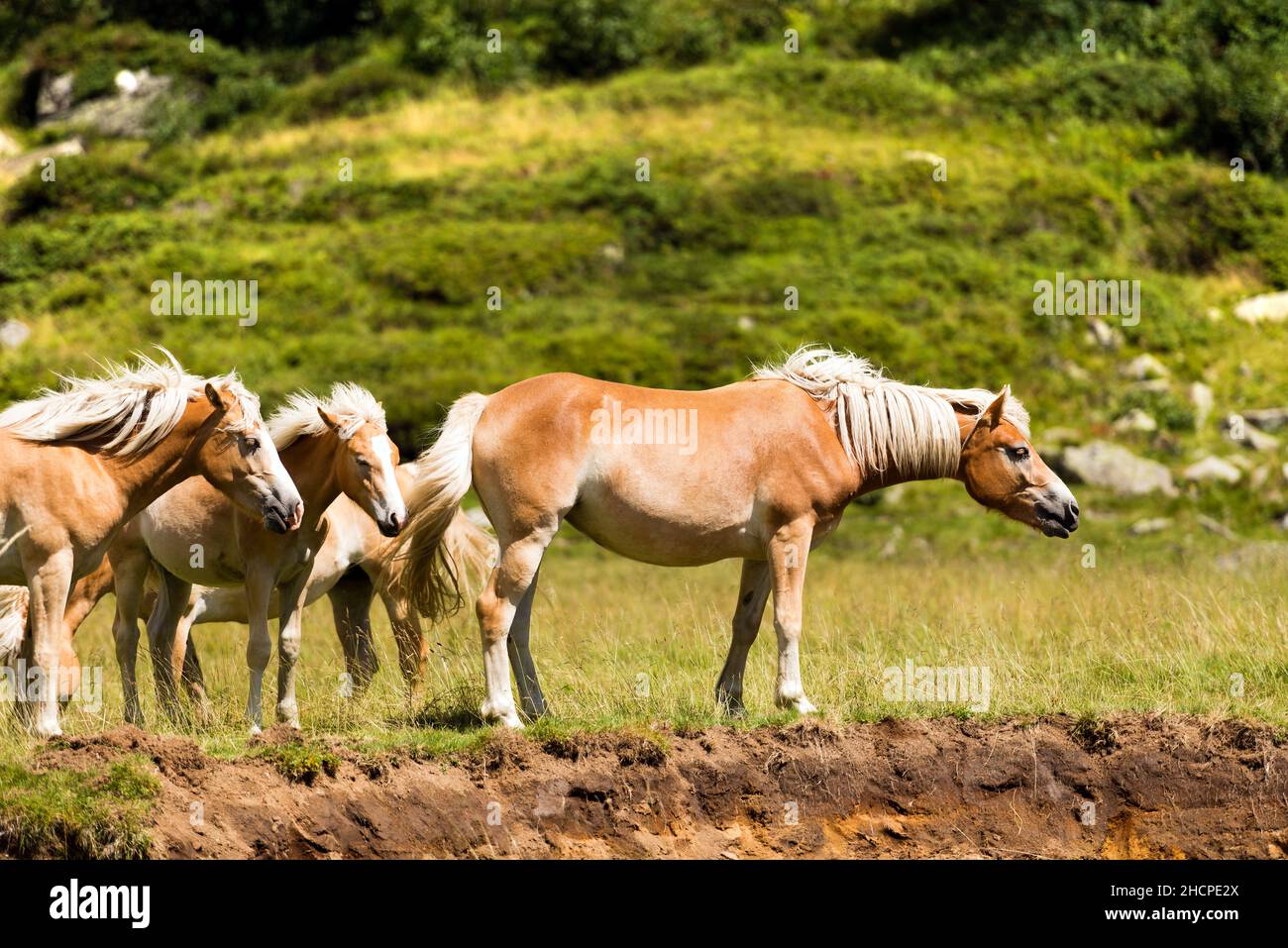 Herd of horses that graze in the mountains. National Park of Adamello Brenta, Val di Fumo. Trentino Alto Adige, Italy, Europe. Stock Photo