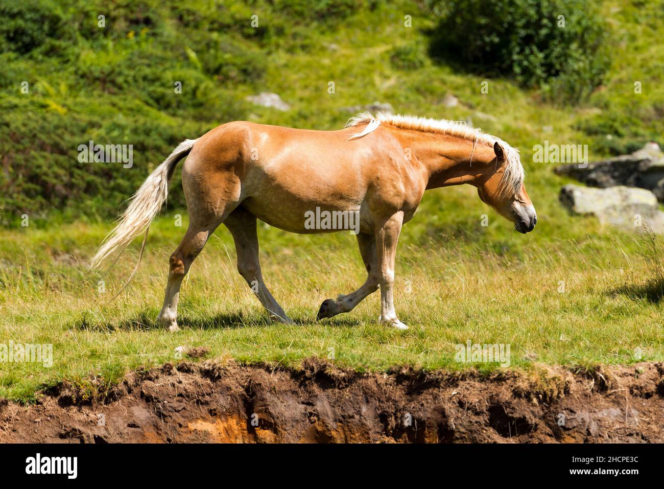 One horse in mountains. National Park of Adamello Brenta, Val di Fumo. Trentino Alto Adige, Italy, Europe. Stock Photo