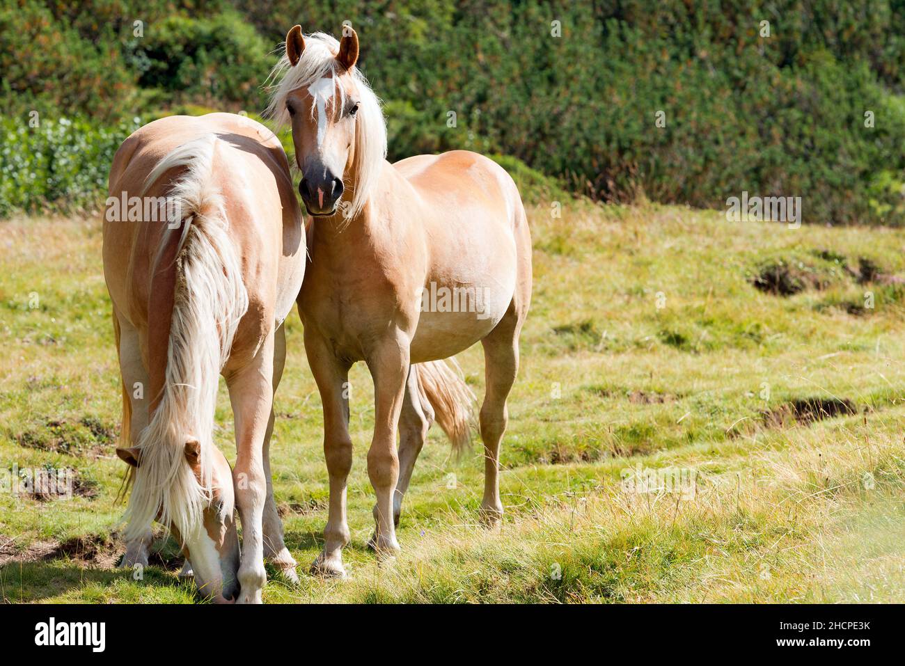 Brown and white horses that graze in the mountains. National Park of Adamello Brenta, Val di Fumo. Trentino Alto Adige, Italy, Europe. Stock Photo