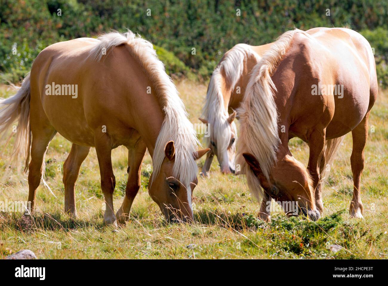 Brown and white horses that graze in the mountains. National Park of Adamello Brenta, Val di Fumo. Trentino Alto Adige, Italy, Europe. Stock Photo
