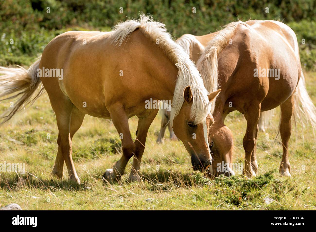 Brown and white horses that graze in the mountains. National Park of Adamello Brenta, Val di Fumo. Trentino Alto Adige, Italy, Europe. Stock Photo