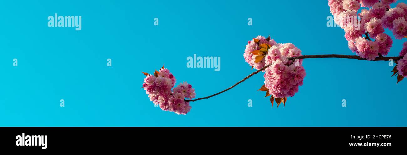 Spring banner, blossom background. Branches of blossoming sakura on sky background. Branch spring flowers. Stock Photo