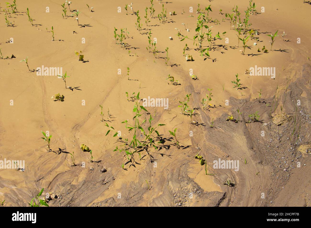 Green plants growing in wet mud after heavy rain Stock Photo Alamy