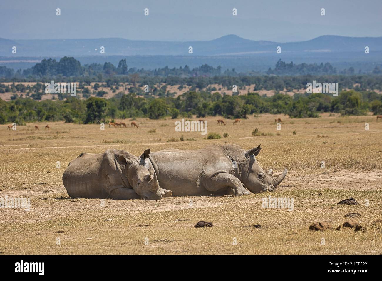 Two southern white rhinos, Ceratotherium simum simum, lying on the ground in Ol Pejeta Conservancy in Kenya. Stock Photo