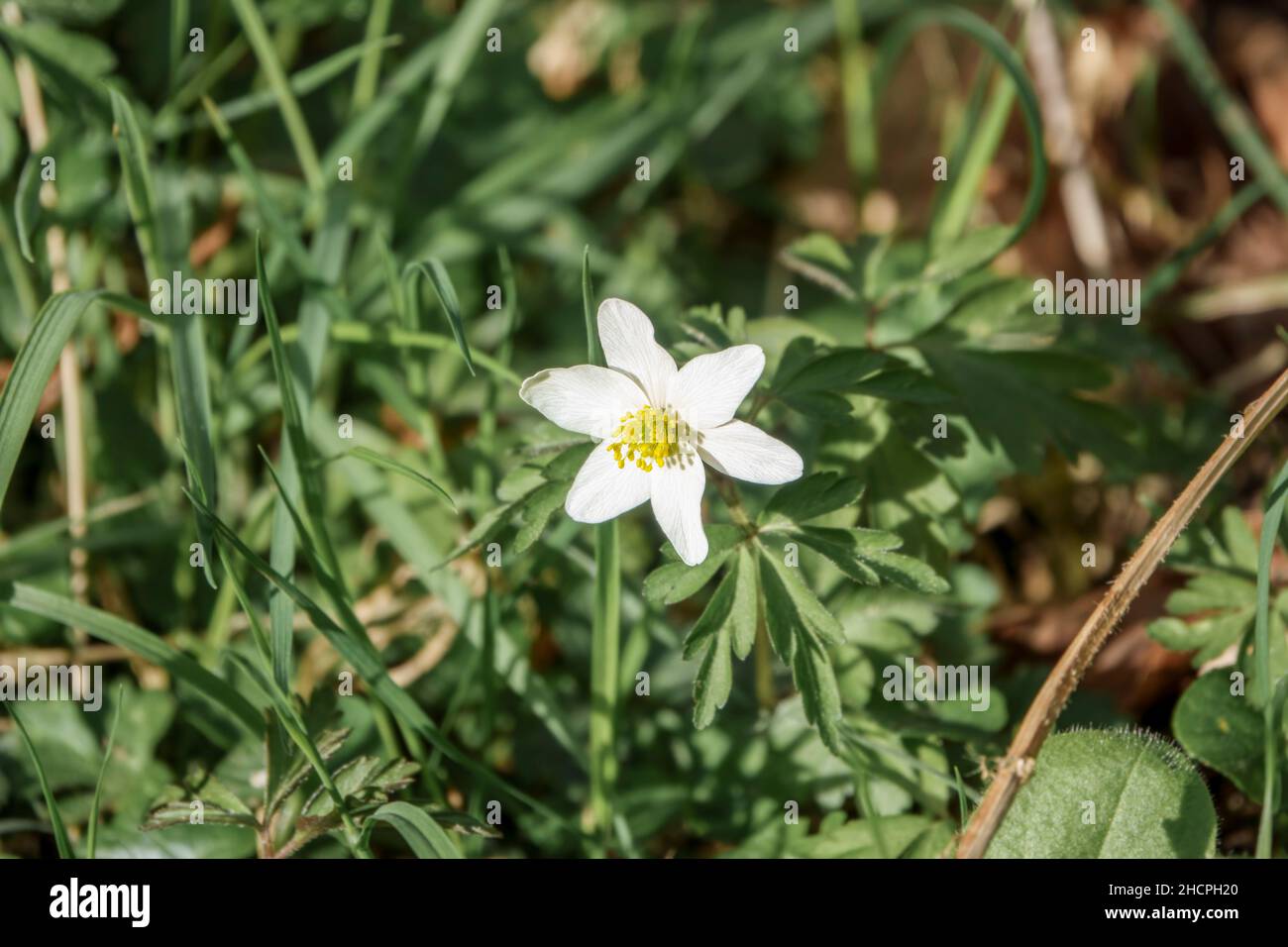 beautiful white wood anemone (Anemone nemorosa Stock Photo Alamy