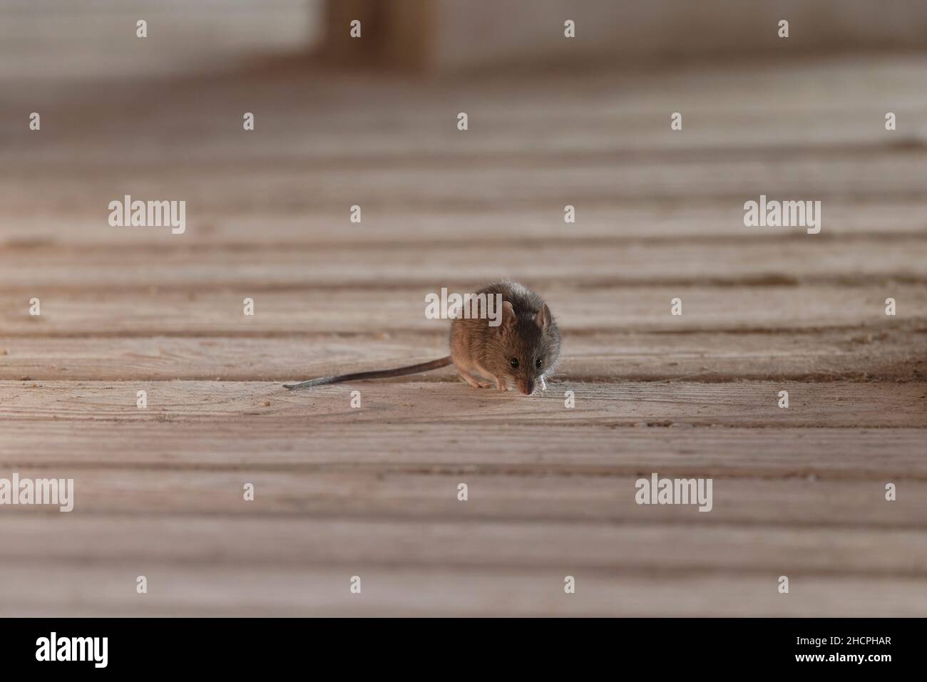 Common mouse Mus musculus on wooden planks Stock Photo