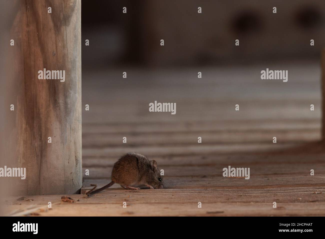 Common mouse Mus musculus on wooden planks Stock Photo