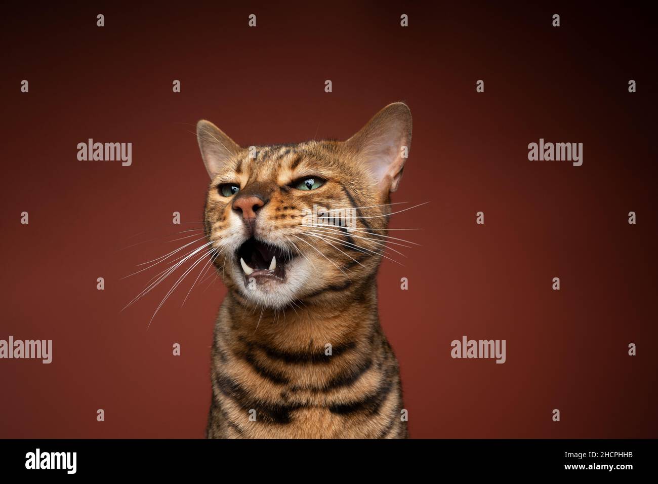 brown spotted bengal cat looking to the side angrily ranting with open mouth on brown background Stock Photo