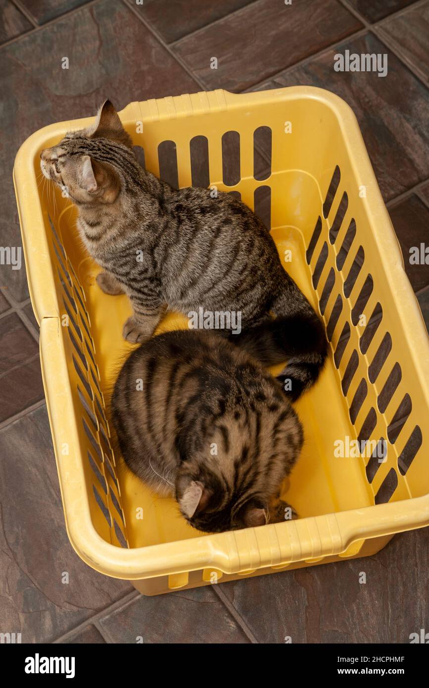Two kittens sitting inside a plastic laundry basket Stock Photo