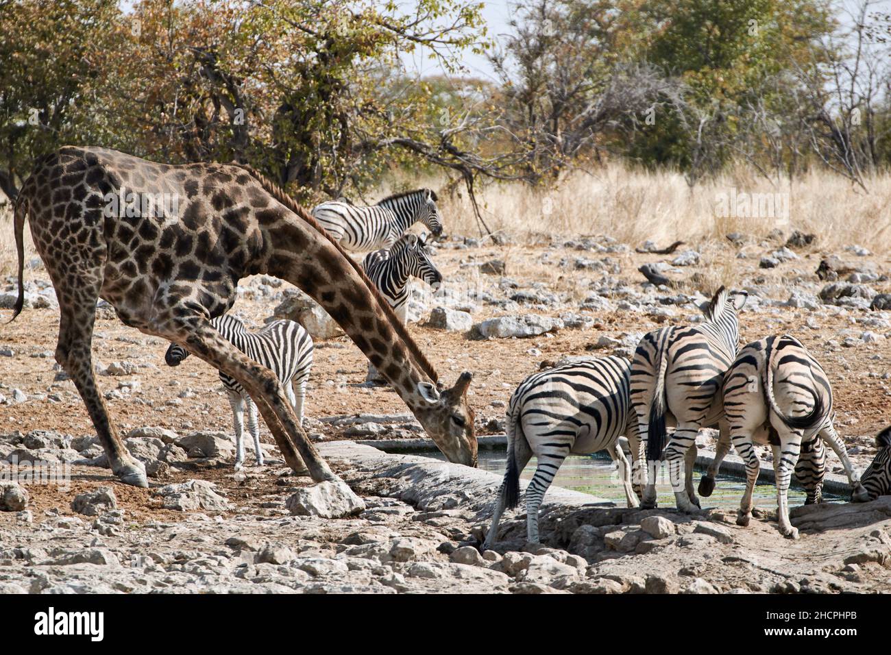 Giraffe and Plains Zebras drinking water at artificial waterhole in Namibian savannah Stock Photo