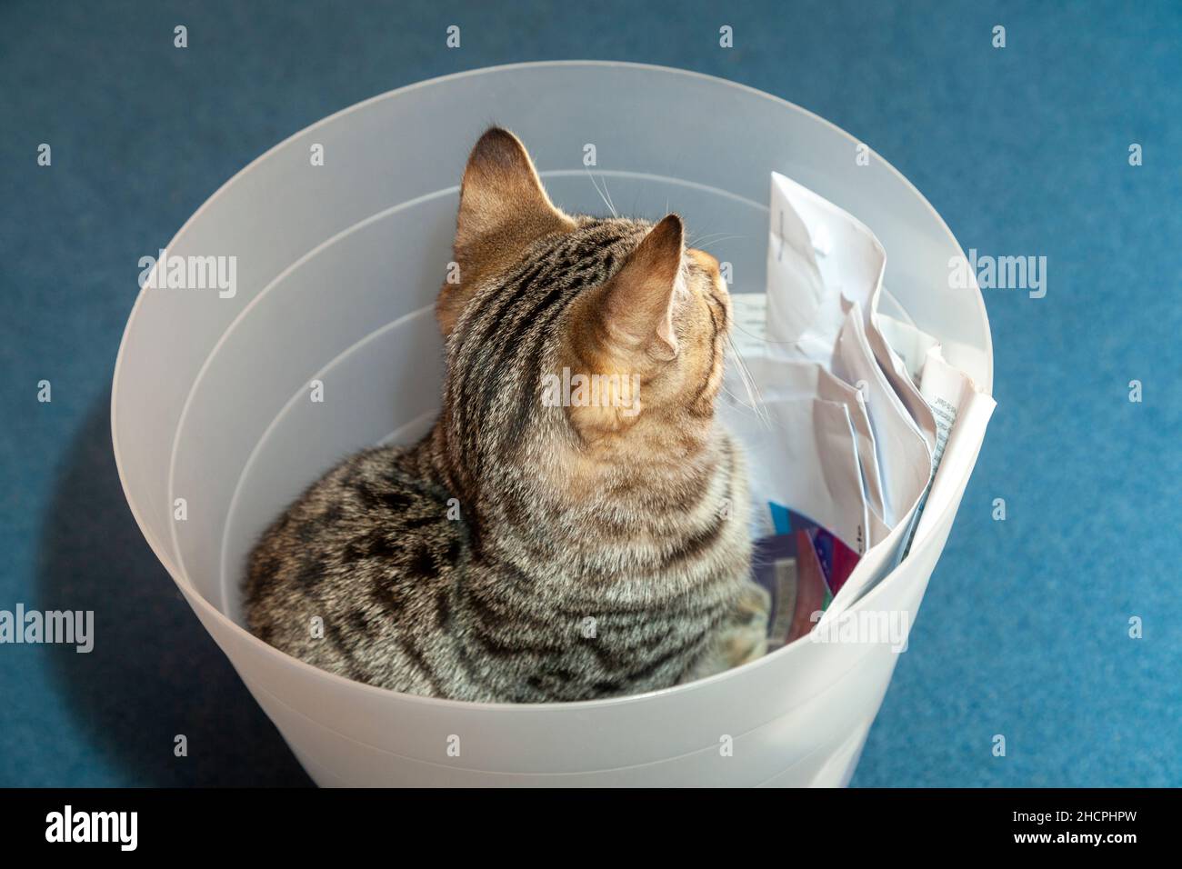 Cat sitting in a wastepaper basket Stock Photo