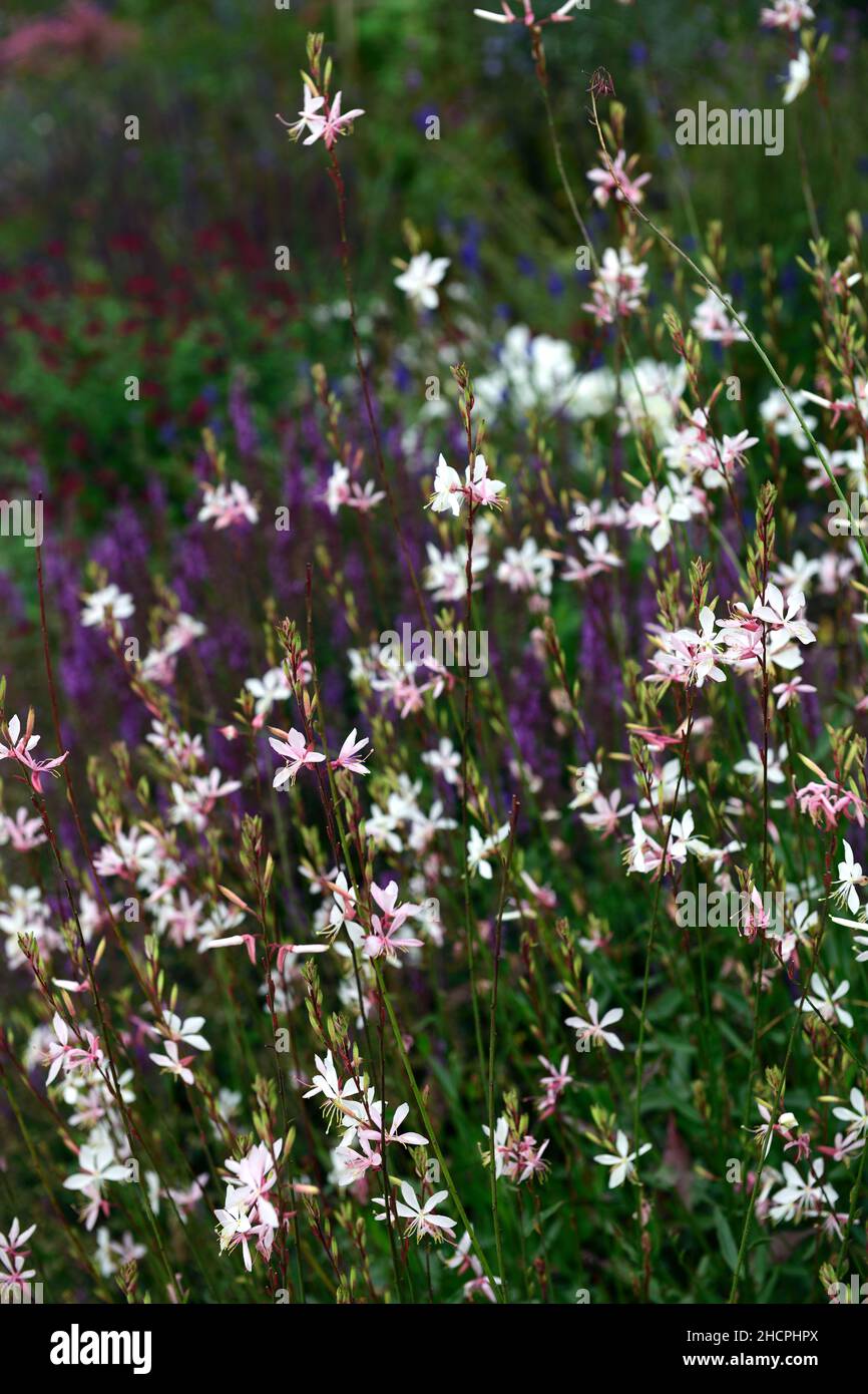 Gaura lindheimeri,Butterfly Gaura,white pink flowers,flower,flowers,flower spike,flower spikes,flowering,garden,gardens,RM Floral Stock Photo