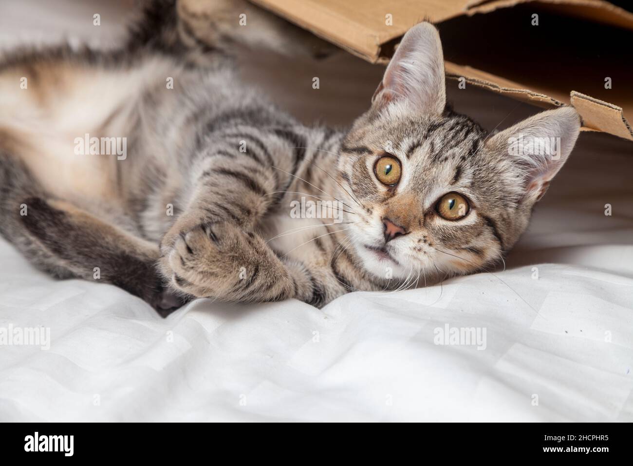 A cute six month old kitten lying on a bed Stock Photo