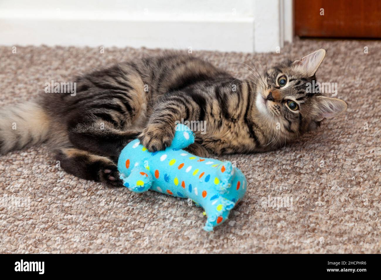 A cute young cat lies on her side on a carpet floor and playfully grabs, kicks and claws at a homemade cat toy Stock Photo