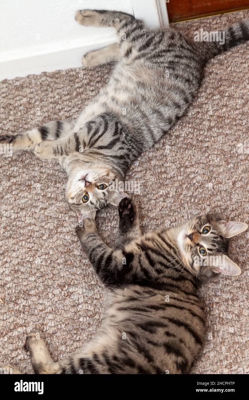Two kittens lying on a carpet floor looking up to camera Stock Photo