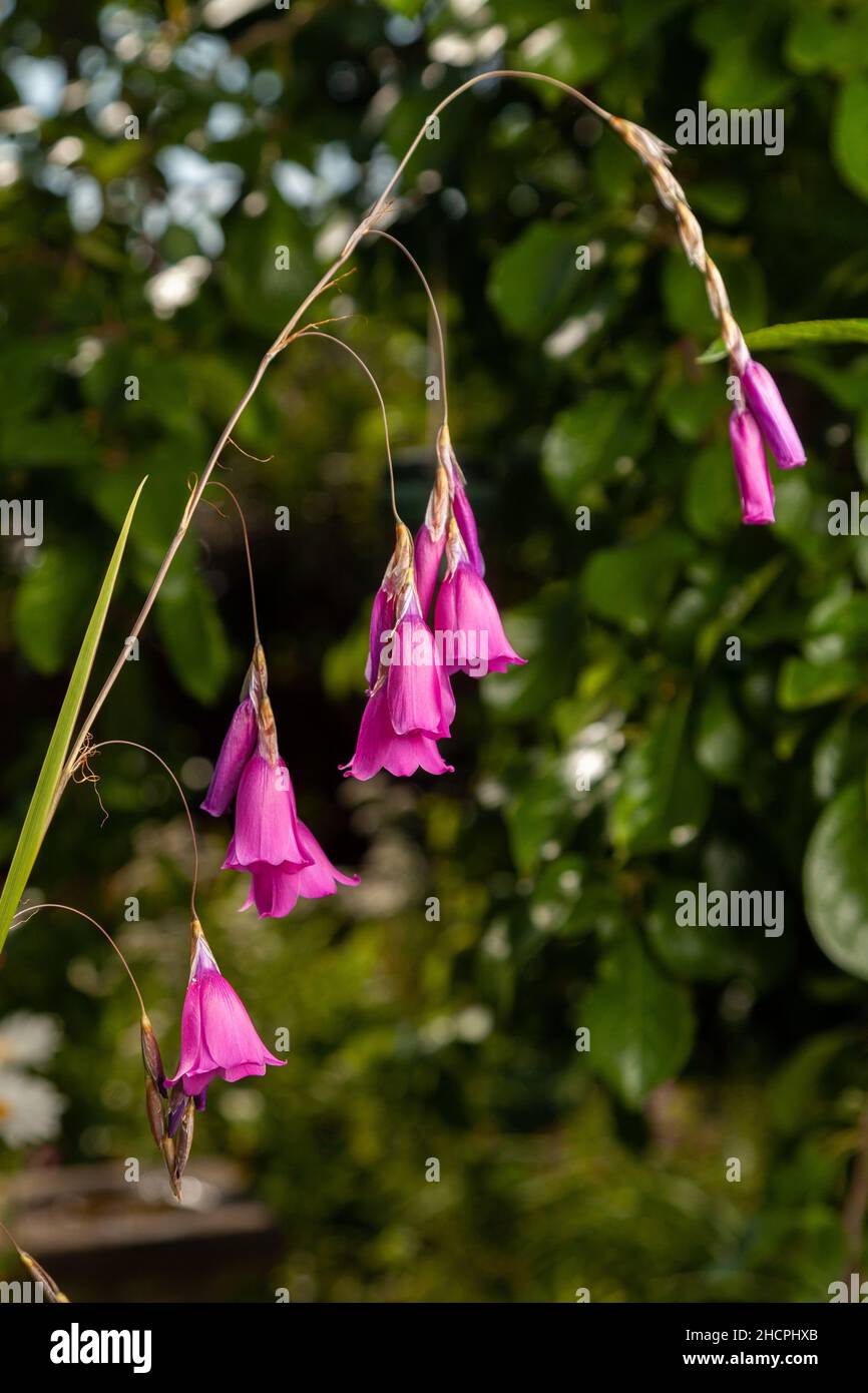 Dierama angels fishing rod wandflower hi-res stock photography and ...