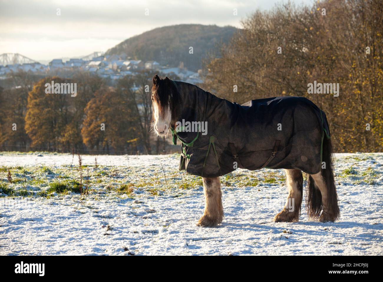 Horse in a field with horse blanket to keep warm in cold Winter weather Stock Photo Alamy