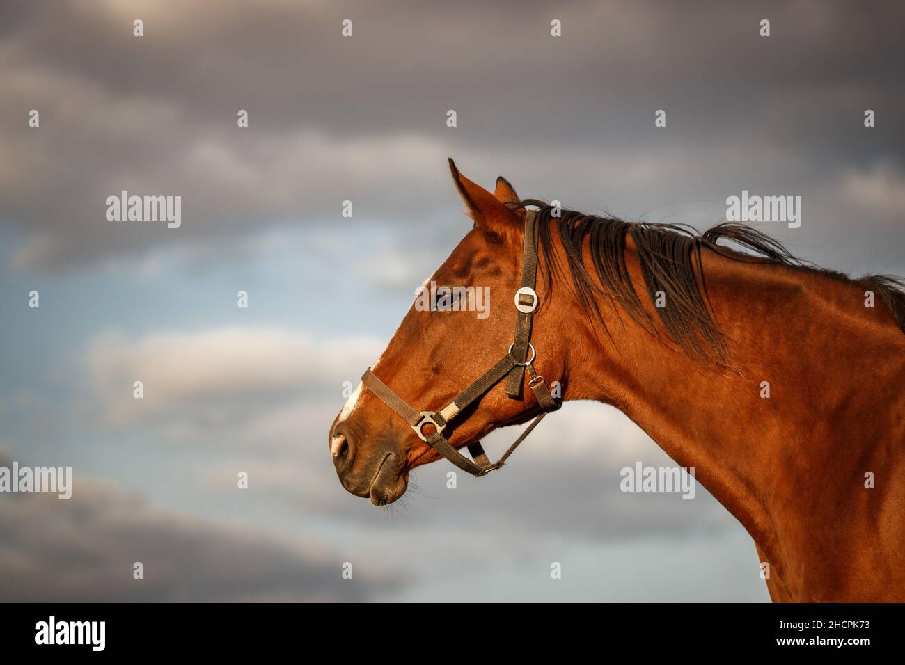 Portrait of thoroughbred horse head against cloudy sky Stock Photo