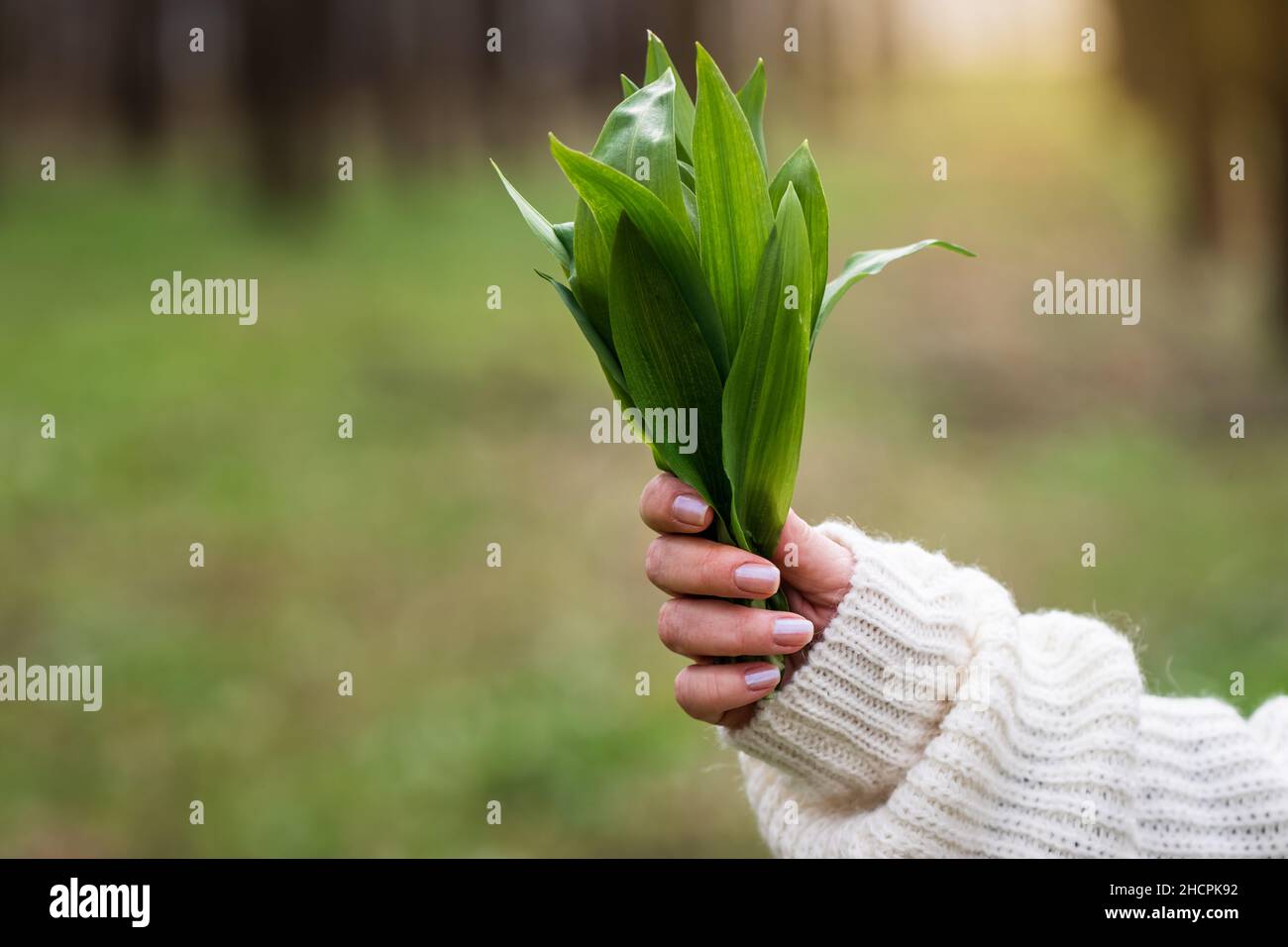 Wild garlic (allium ursinum) in female hand. Woman holding bunch of herbal Ramson leaves in forest Stock Photo