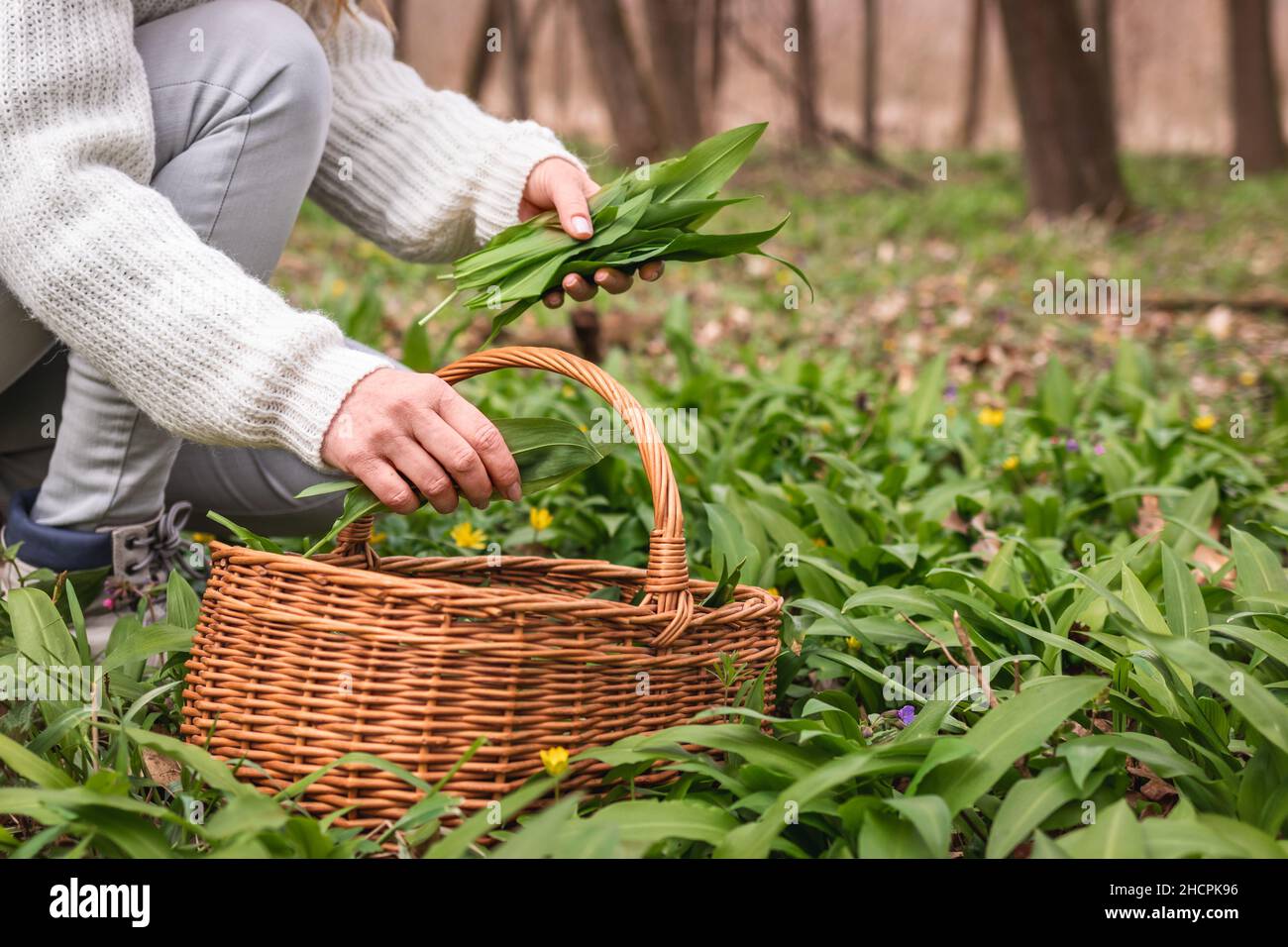Woman picking Wild Garlic (allium ursinum) in forest. Harvesting Ramson leaves herb into wicker basket Stock Photo