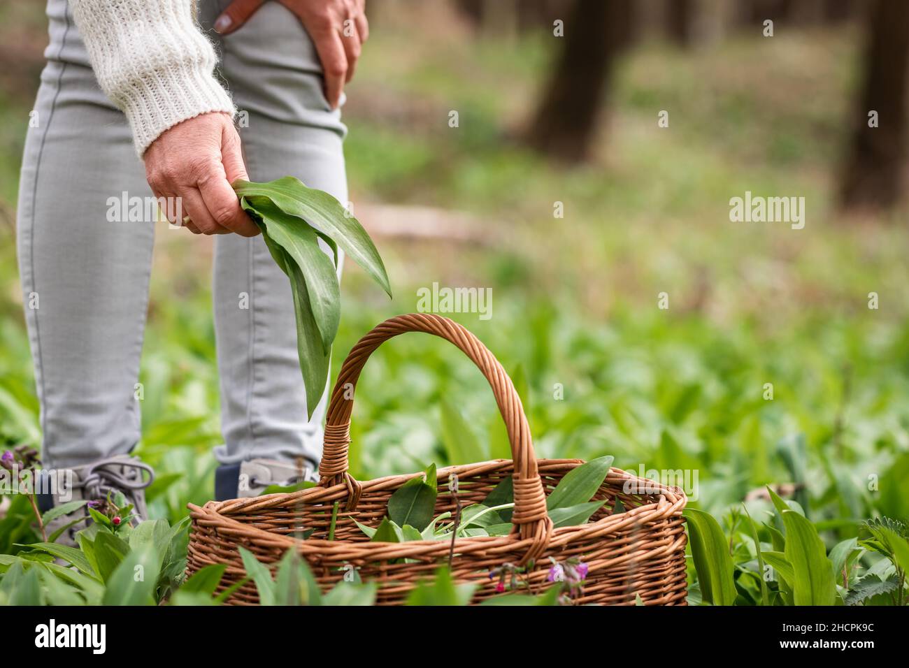 Woman picking Wild Garlic (allium ursinum) in forest. Harvesting Ramson leaves herb into wicker basket Stock Photo
