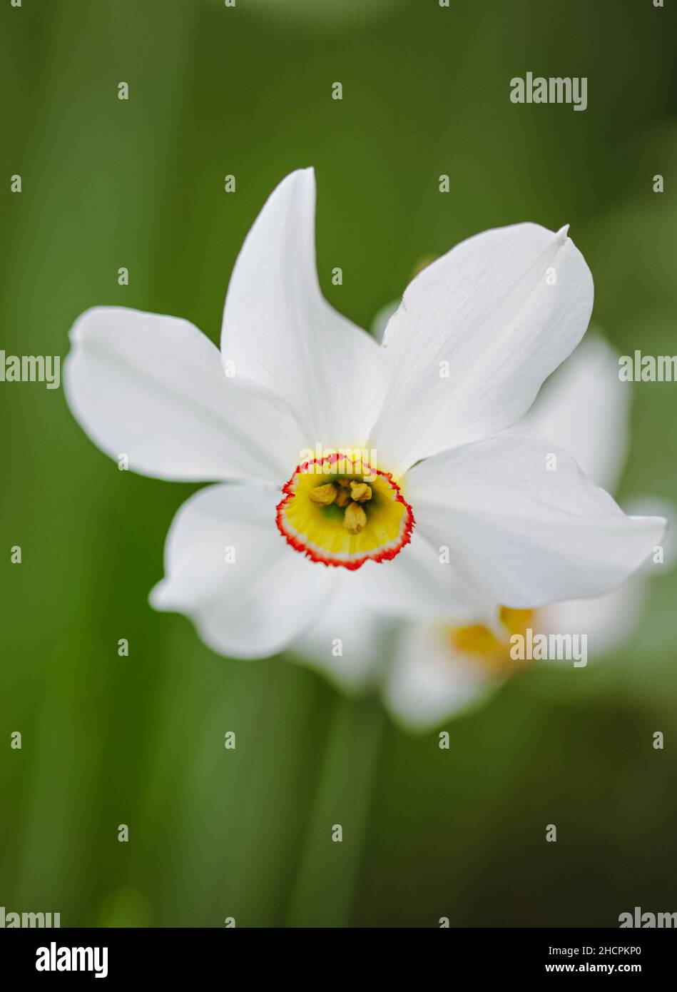 Shallow depth of field (selective focus) details with a white daffodil flower (Narcissus) on a sunny spring day. Stock Photo