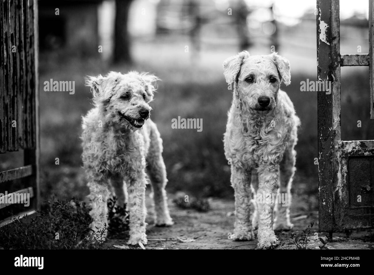 Pair of dogs Black and White Stock Photos & Images - Alamy