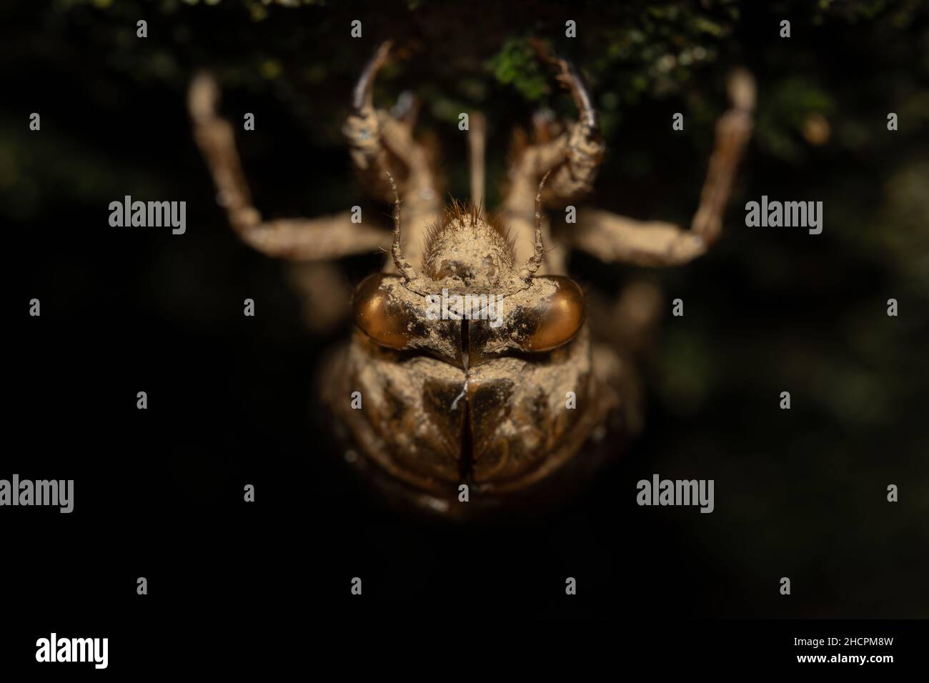 An empty cicada shell hanging upside down on a tree against a black background. Stock Photo