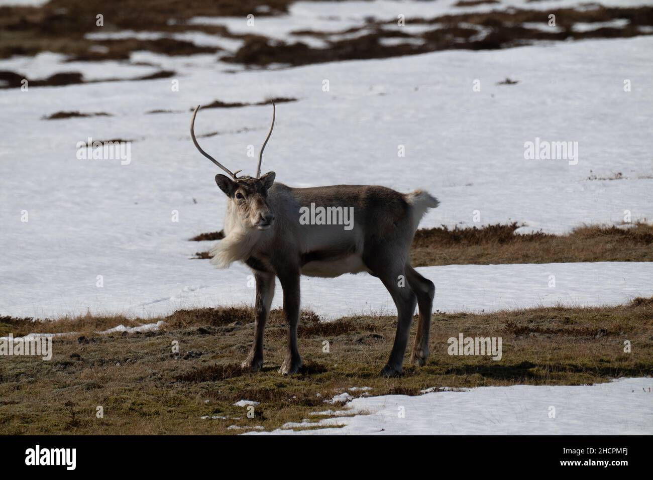 Lonely wild and calm reindeer in cold mountains in Iceland. Winter scenery with snow. Stock Photo