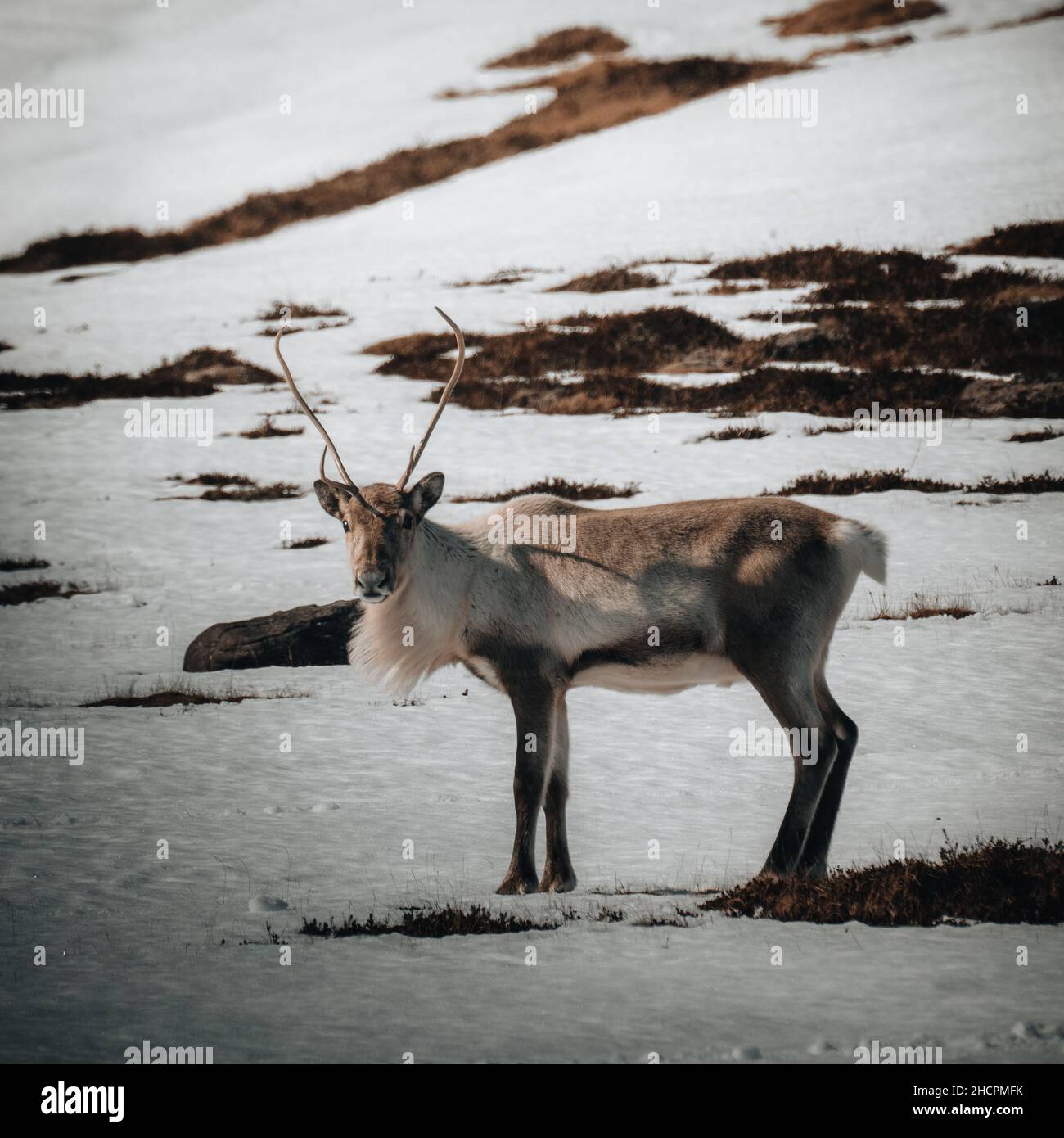 Lonely wild and calm reindeer in cold mountains in Iceland. Winter scenery with snow. Stock Photo