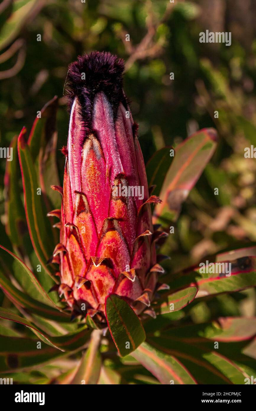 Vertical shot of growing Protea shrub in Western Cape Stock Photo